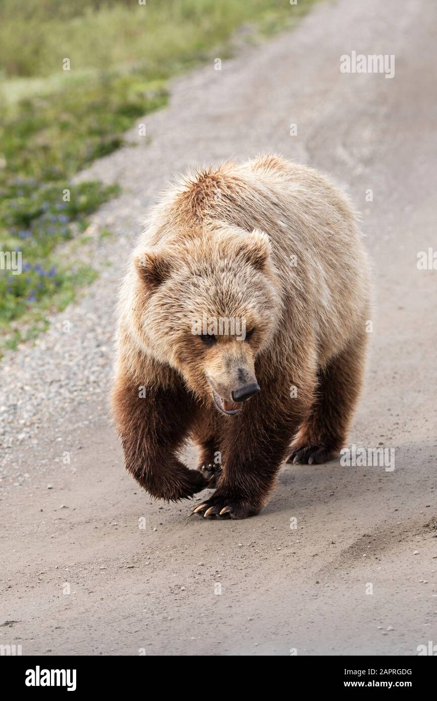 Light coloured adult grizzly bear (Ursus arctos horribilis) walks the Park Road, Denali National Park and Preserve; Alaska, United States of America Stock Photo