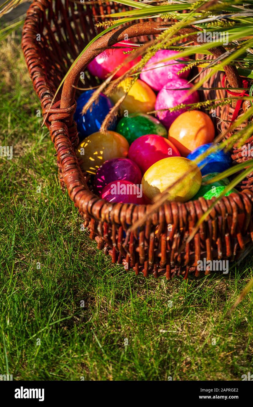 Close-up of Easter eggs in various colors in wicker basket on grass in the garden on sunny April morning (springtime). Egg hunt German Easter season. Stock Photo