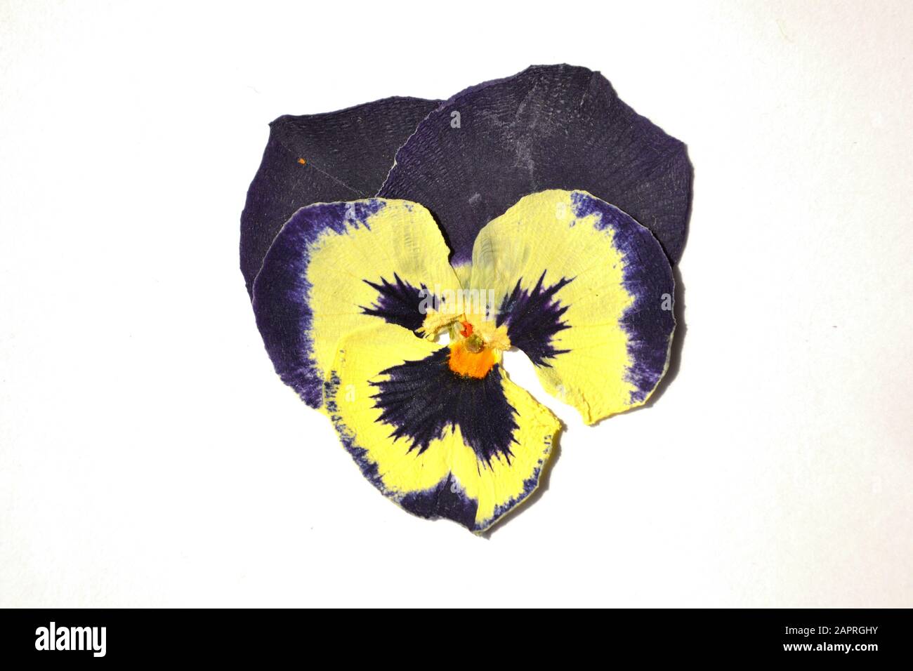 Beautiful dried blue pansy flower. Isolated on white background. Stock Photo