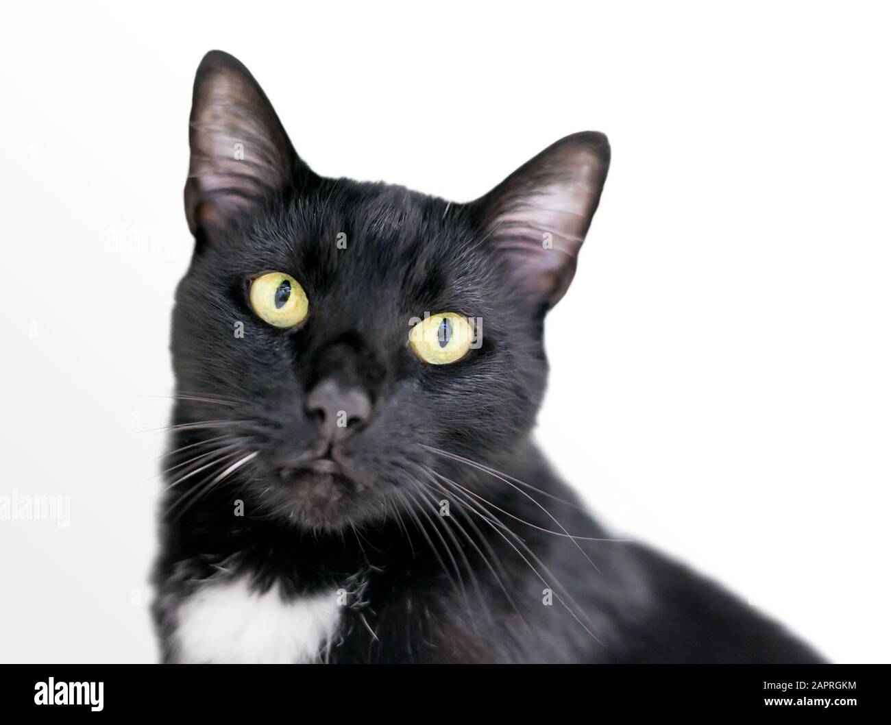 Piebald cat hires stock photography and images Alamy