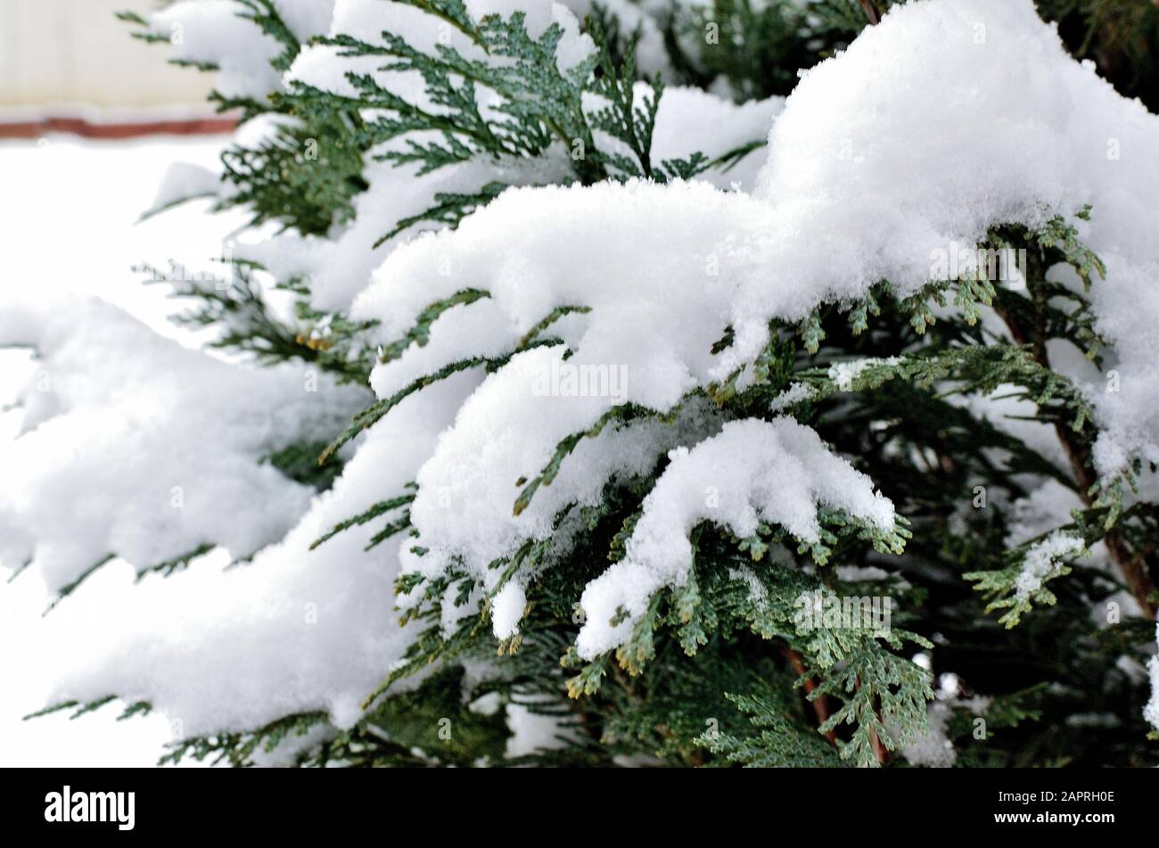 Close up of an Evergreen covered with Snow. Stock Photo