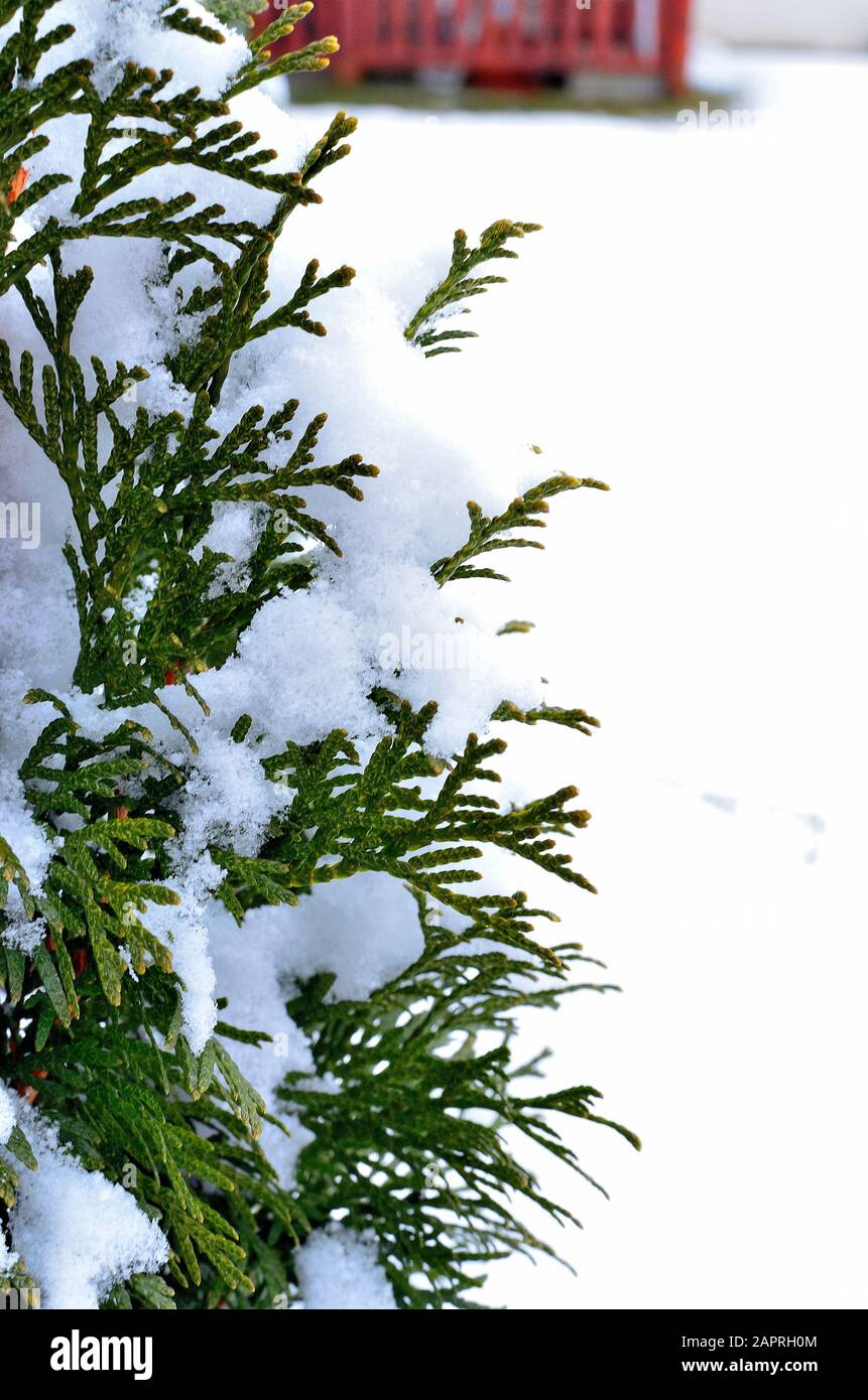 Close up of a Thuja covered with snow. Stock Photo
