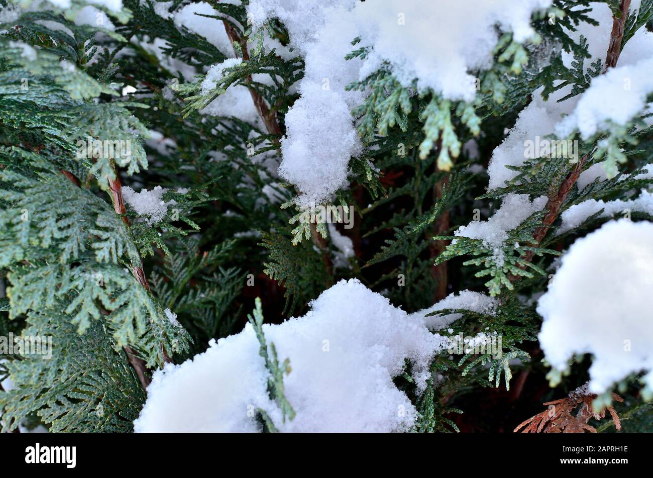 Close up of Thuja Occidentalis covered with Snow. Stock Photo