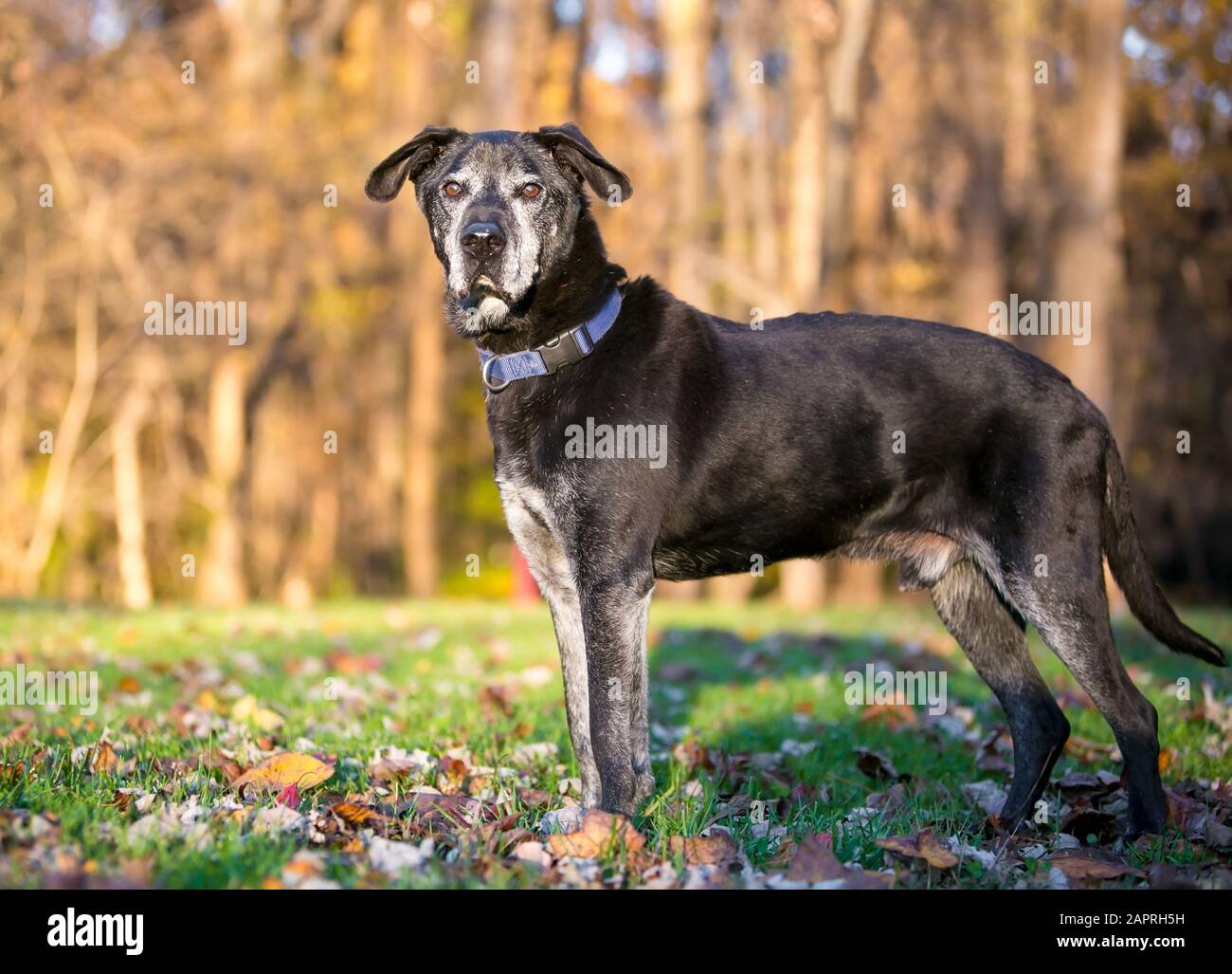 A senior mixed breed dog with a gray face standing outdoors Stock Photo