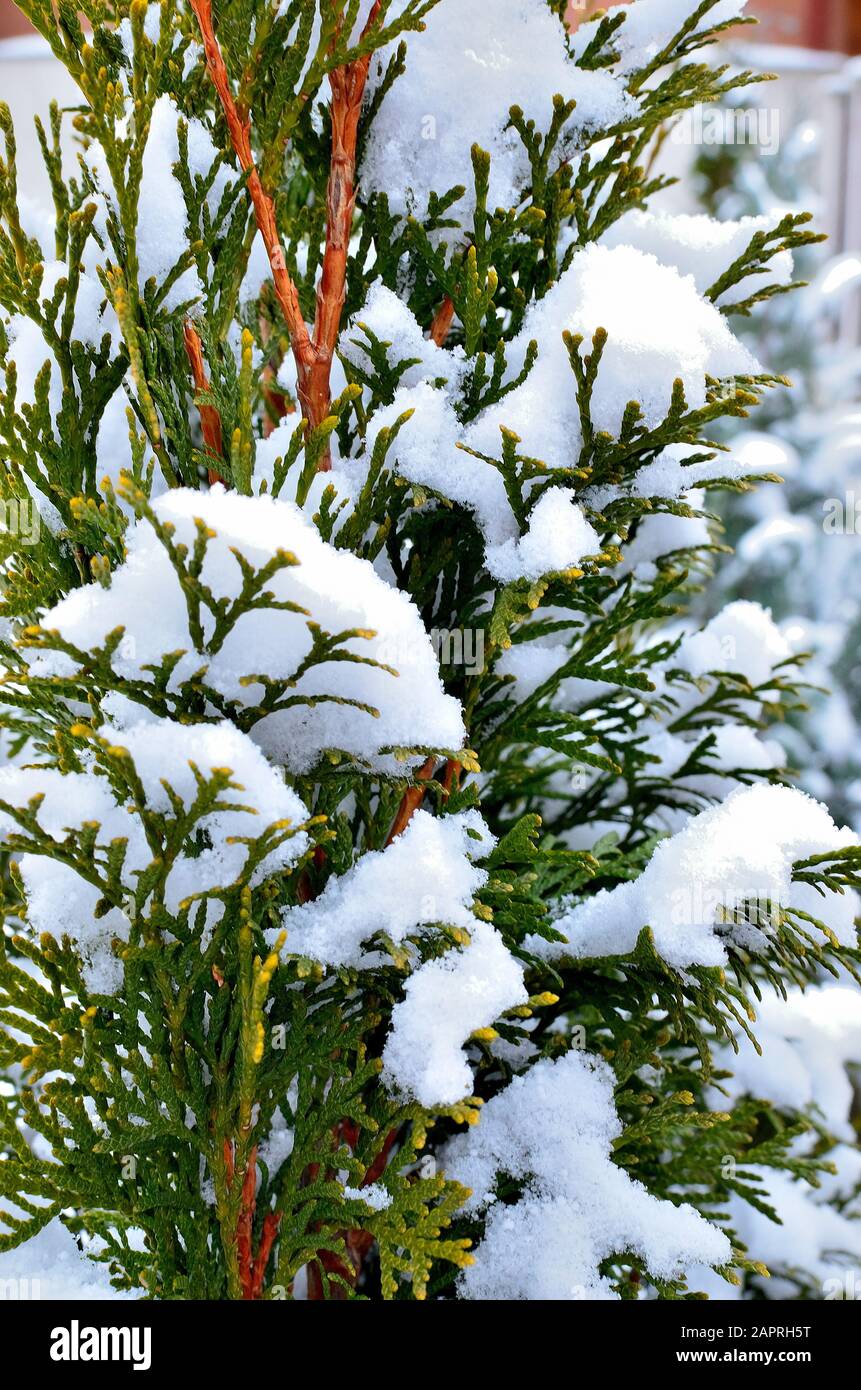Close up of Thuja Occidentalis branch covered with Snow during Wintertime. Stock Photo