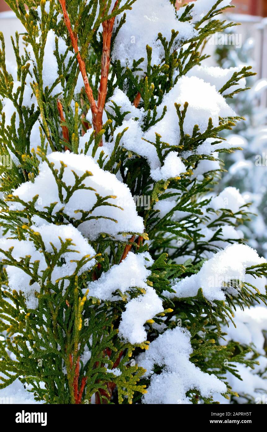 Close up of Thuja Occidentalis branch covered with Snow during Wintertime  Stock Photo - Alamy