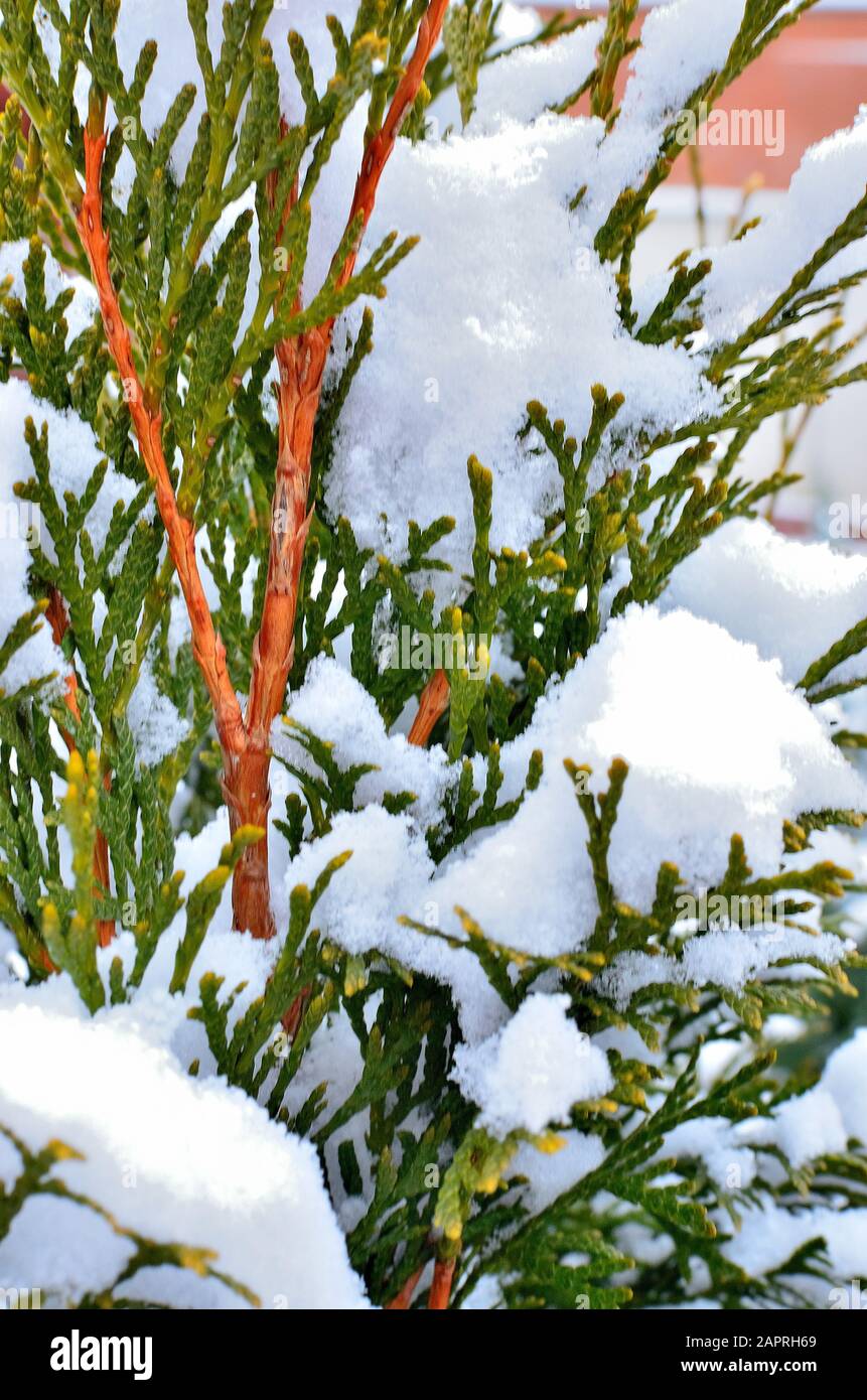 Evergreen covered whit snow during Wintertime. Stock Photo