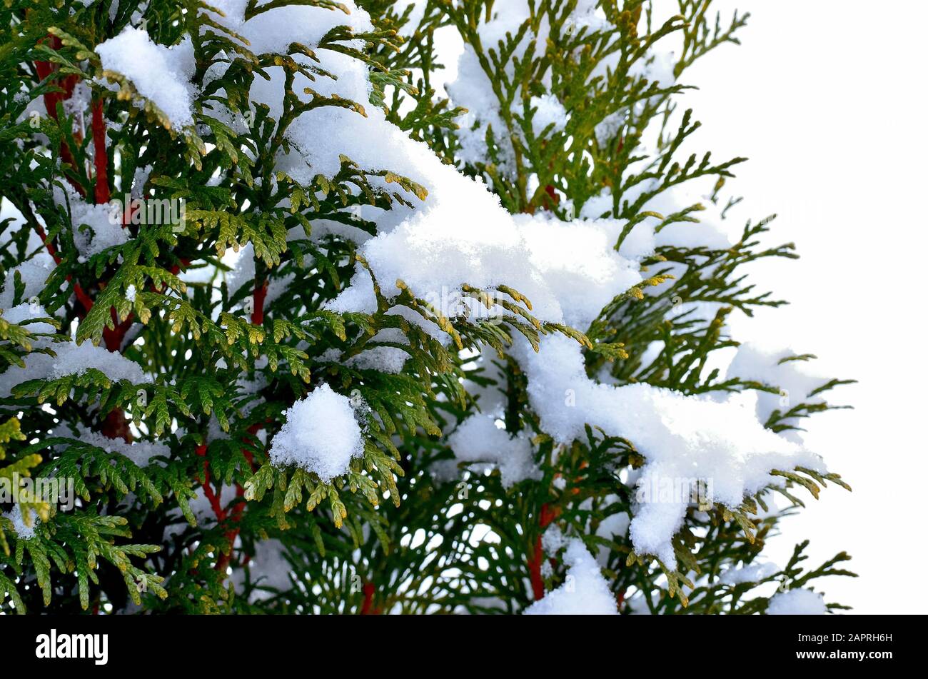 Close up of Thuja Occidentalis covered with Snow during Wintertime isolated on White Background. Stock Photo