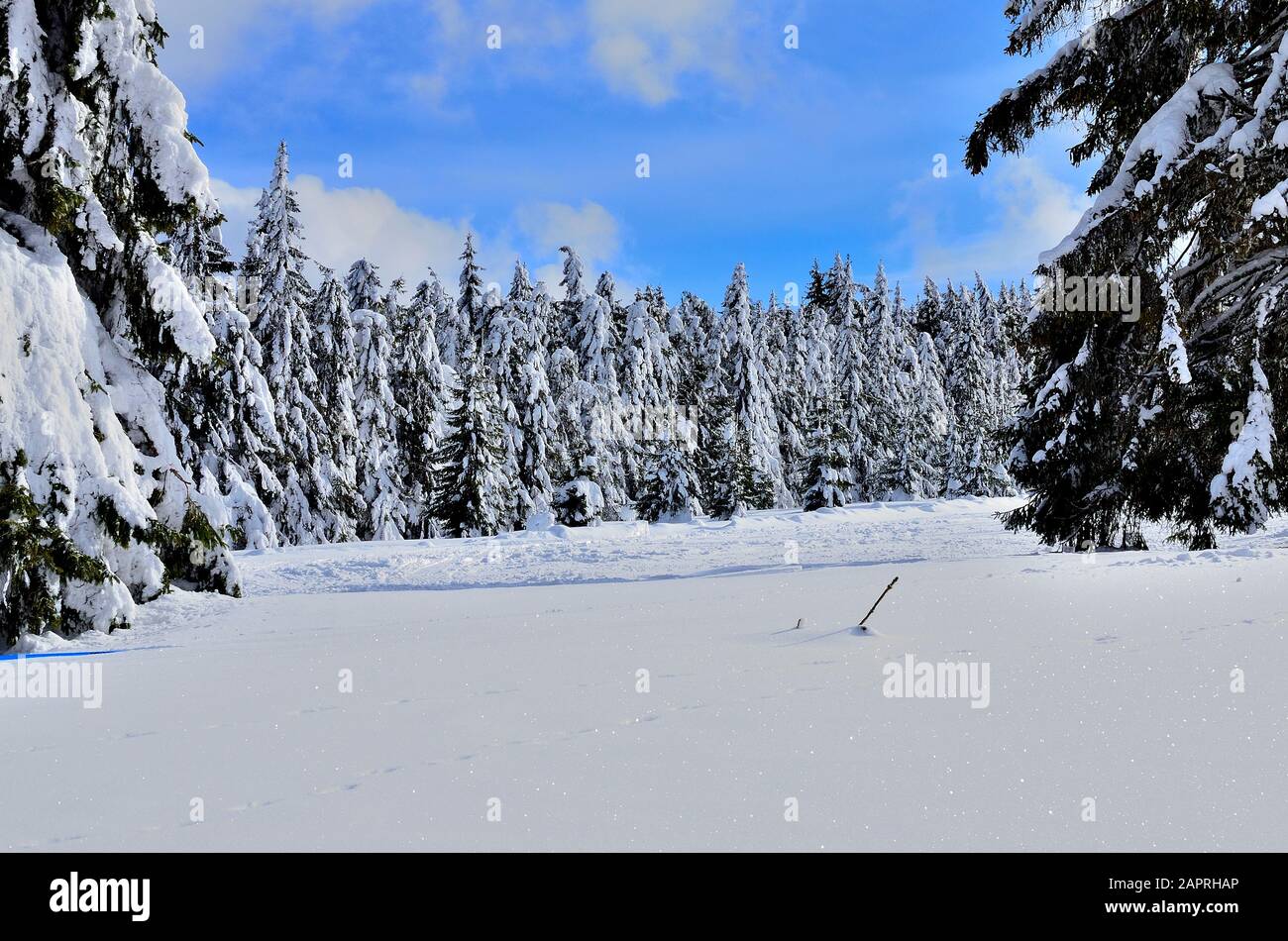 Hillside with Pine Forest covered with Snow during Wintertime in ...