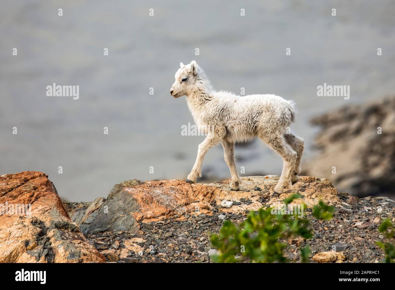 A Dall sheep lamb (Ovis dalli) in the rocky Windy Point area of the ...