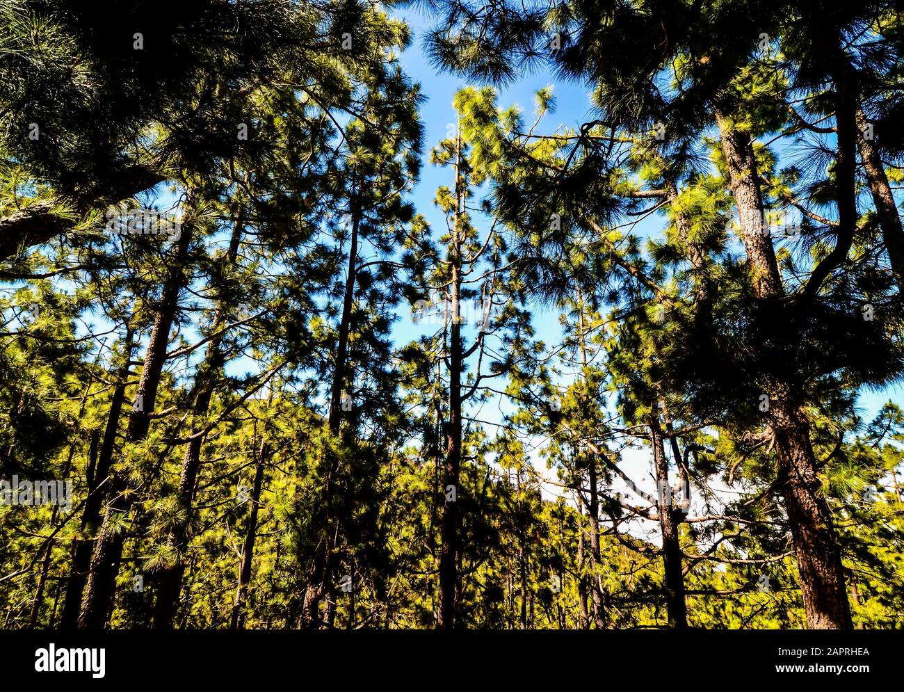 Low angle shot of high trees in the forest with a clear blue sky during ...