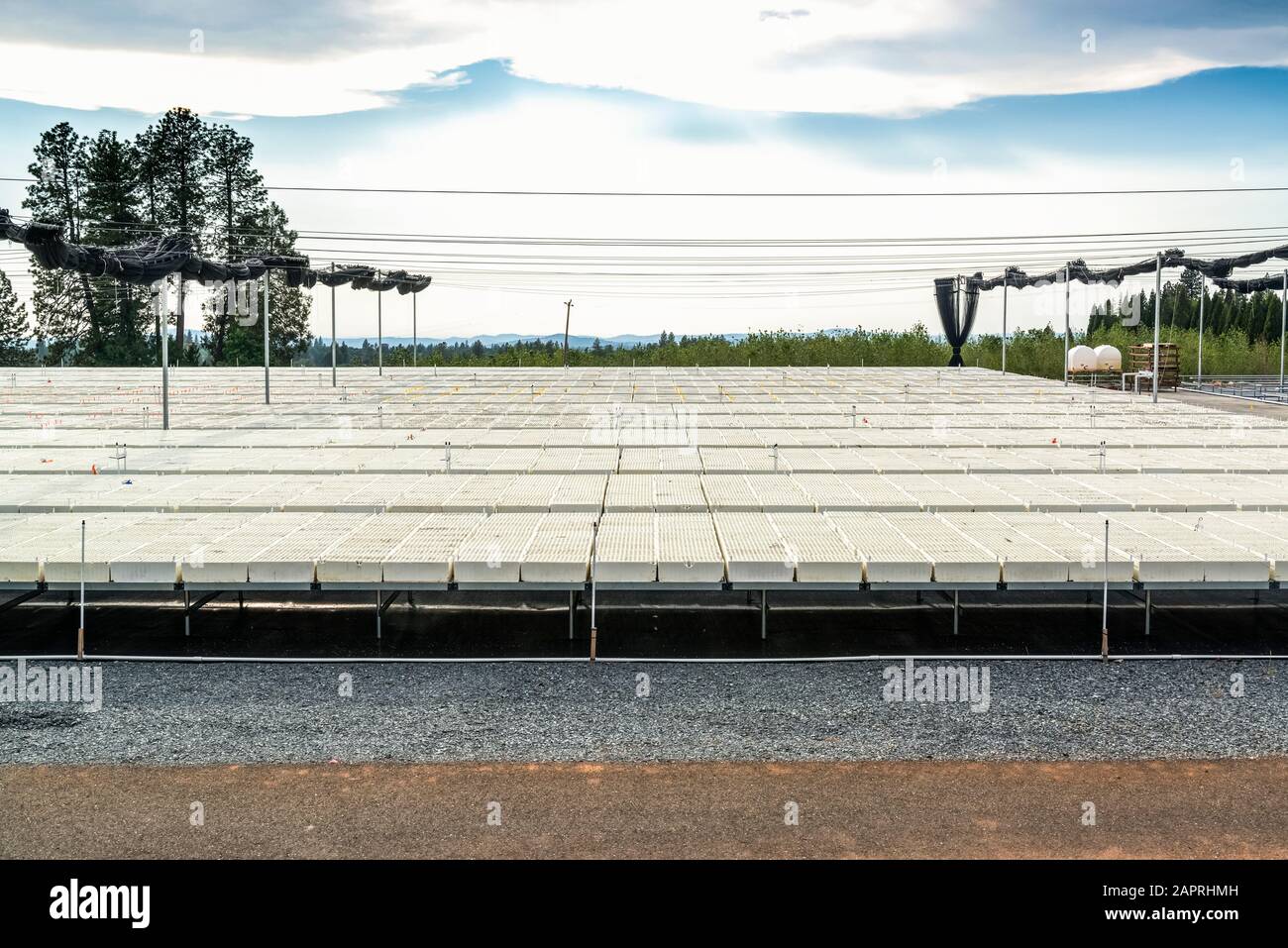 Outdoor container grown tree seedling nursery, USDA Forest Service