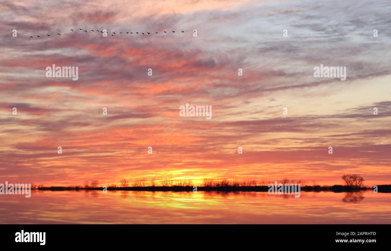 Flooded field and treeline at sunset reflecting in water with flying geese high in the sky Stock Photo