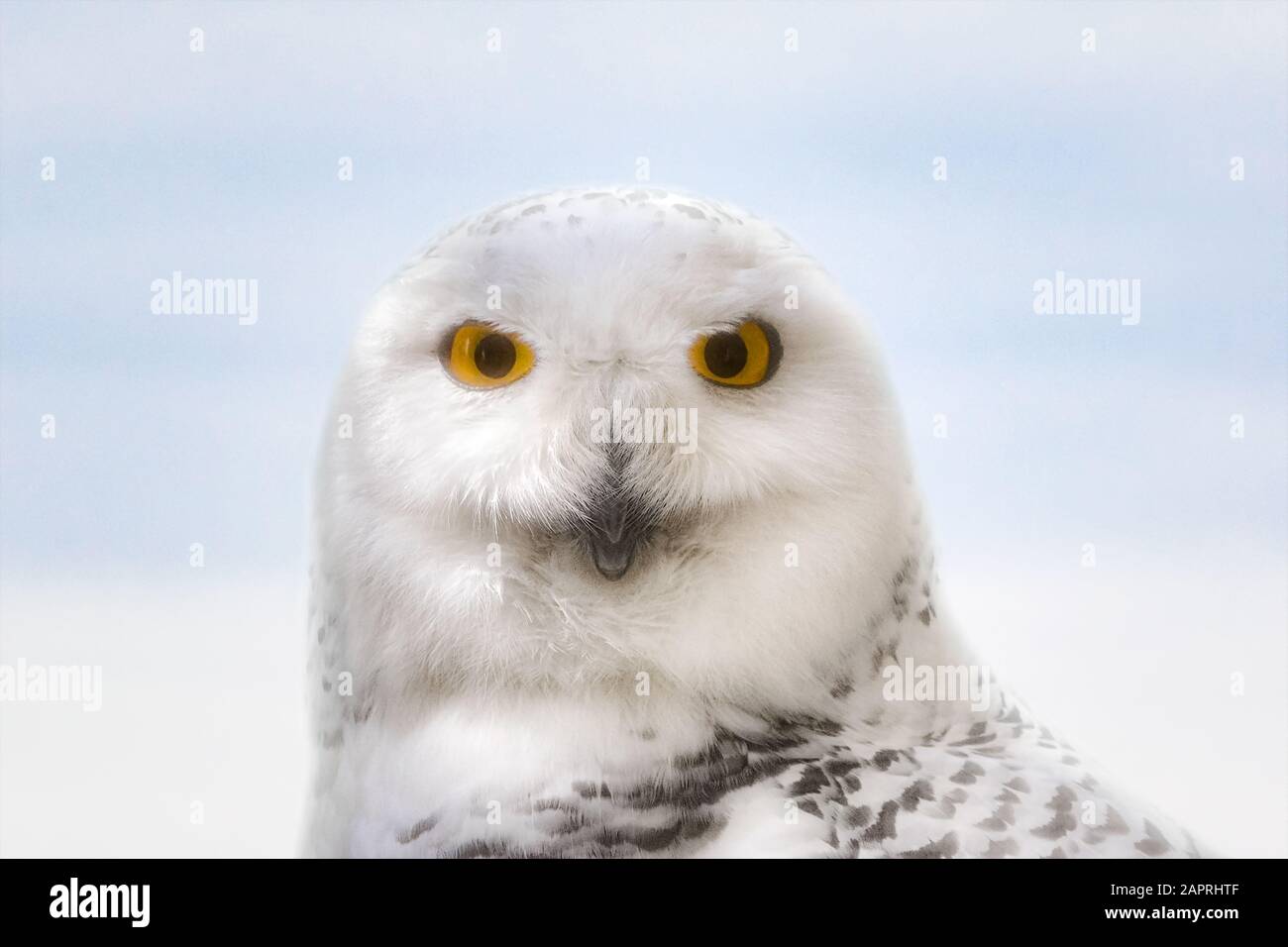 White Snowy Owl face extreme close up portrait Stock Photo