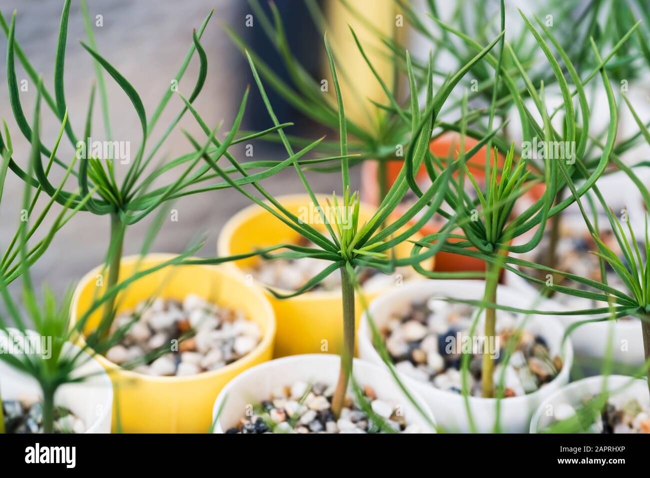 Container grown pine seedlings in a greenhouse on the USDA Forest Service Placerville Nursery; Placerville, California, United States of America Stock Photo