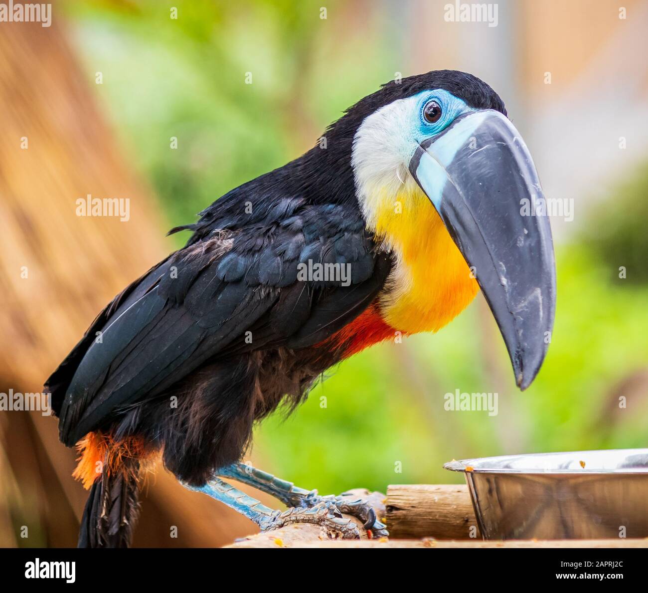 Closeup shot of a toucan bird sitting on a branch of a tree with blurred background Stock Photo