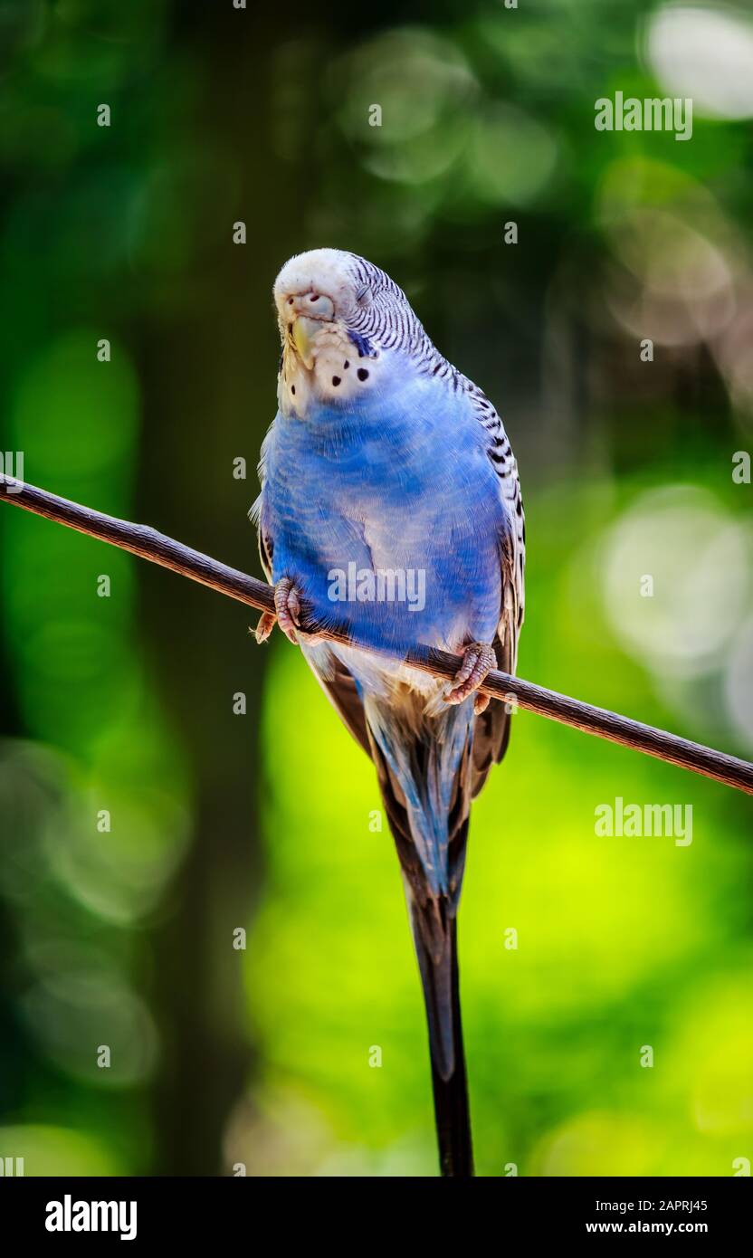 Vertical closeup shot of a beautiful blue parrot sitting on a branch ...