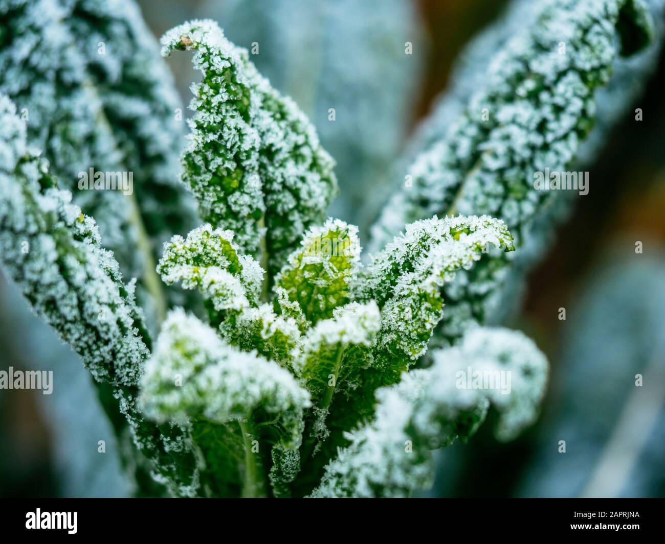 Kale Nero Di Toscana with frost in a vegetable garden end of January. Stock Photo