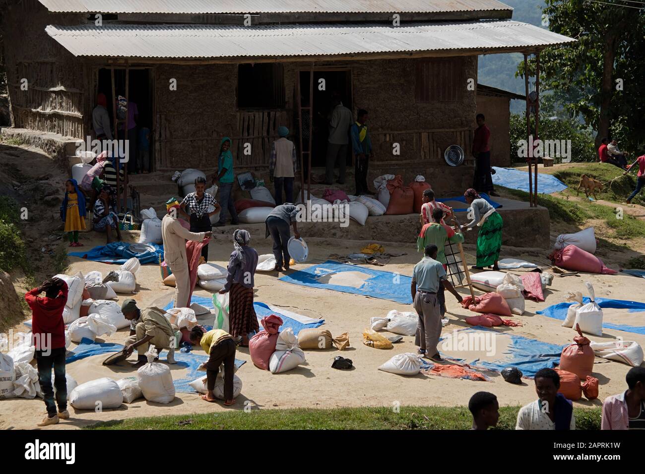 Teff on the local market of Bonga, in Kaffa Region, Ethiopia Stock Photo