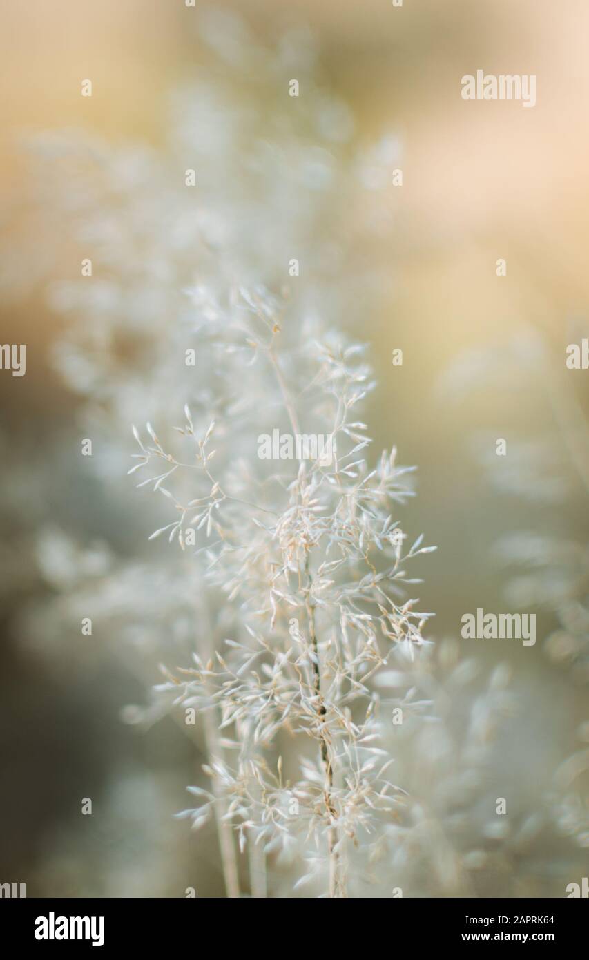 Extreme closeup shot of a grass panicle spikelets in bloom Stock Photo