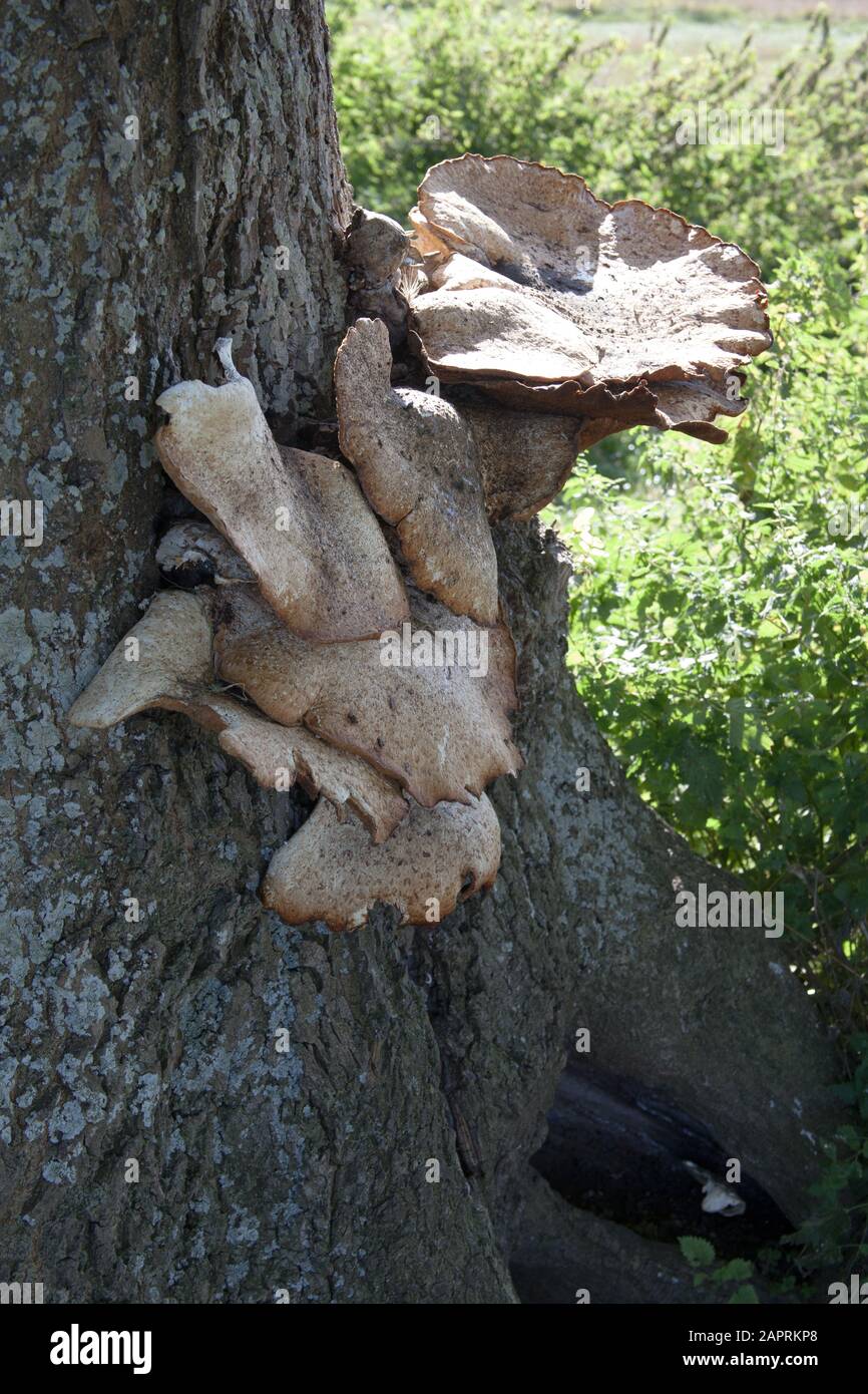 Polyporus squamosus mushrooms growing on a tree Stock Photo