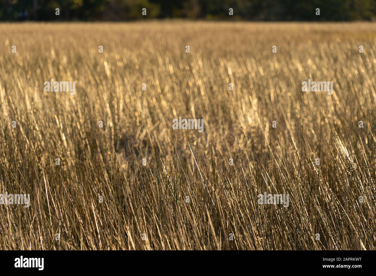 Sunset view of marsh grass, also know as spartina Stock Photo