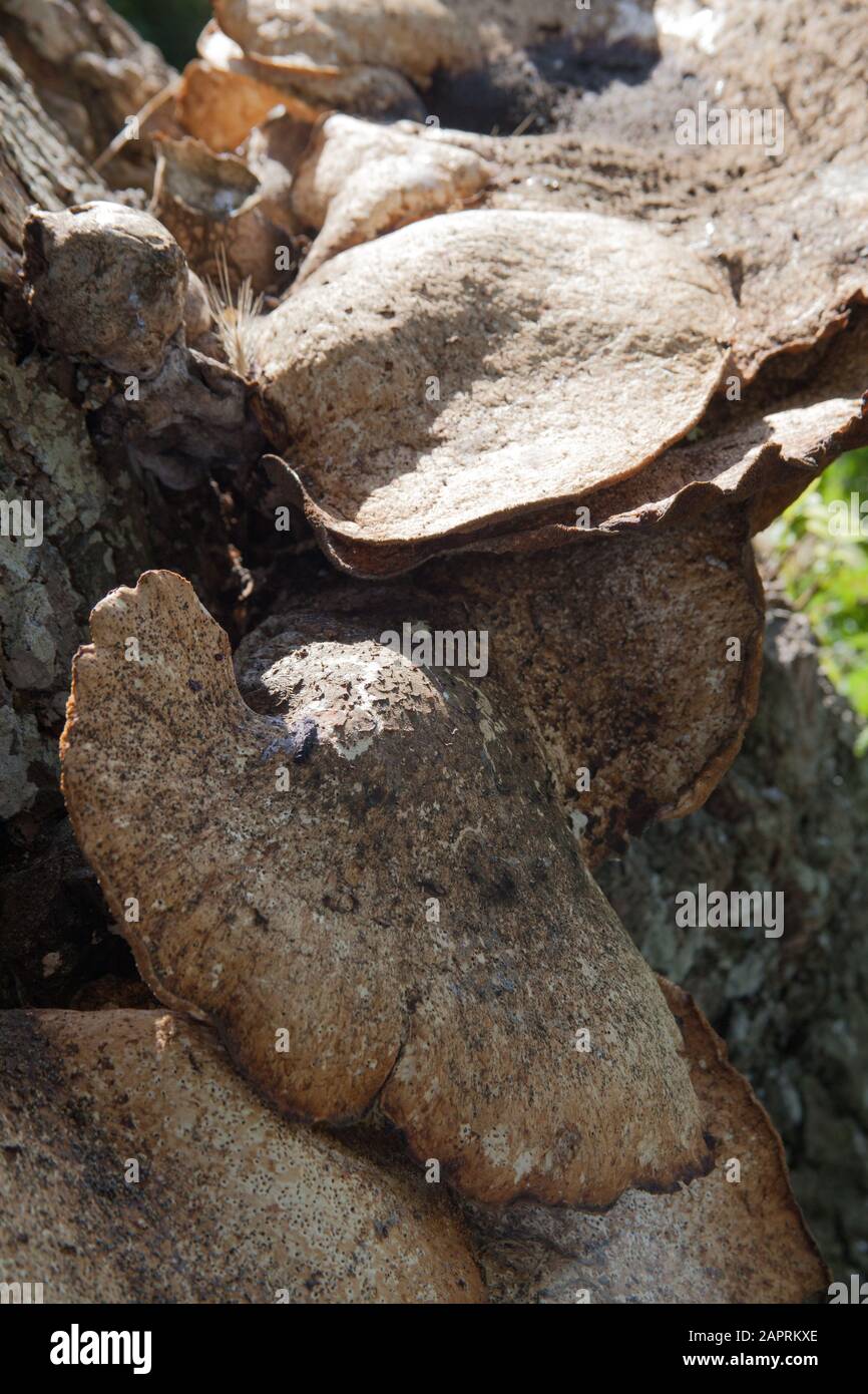 Polyporus squamosus mushrooms growing on a tree Stock Photo