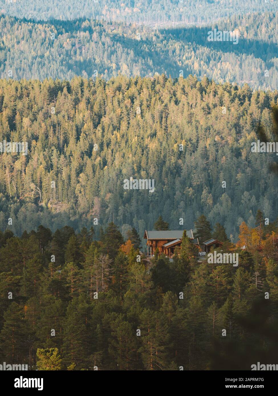 Vertical shot of a cabin in a forest surrounded by a lot of green trees ...