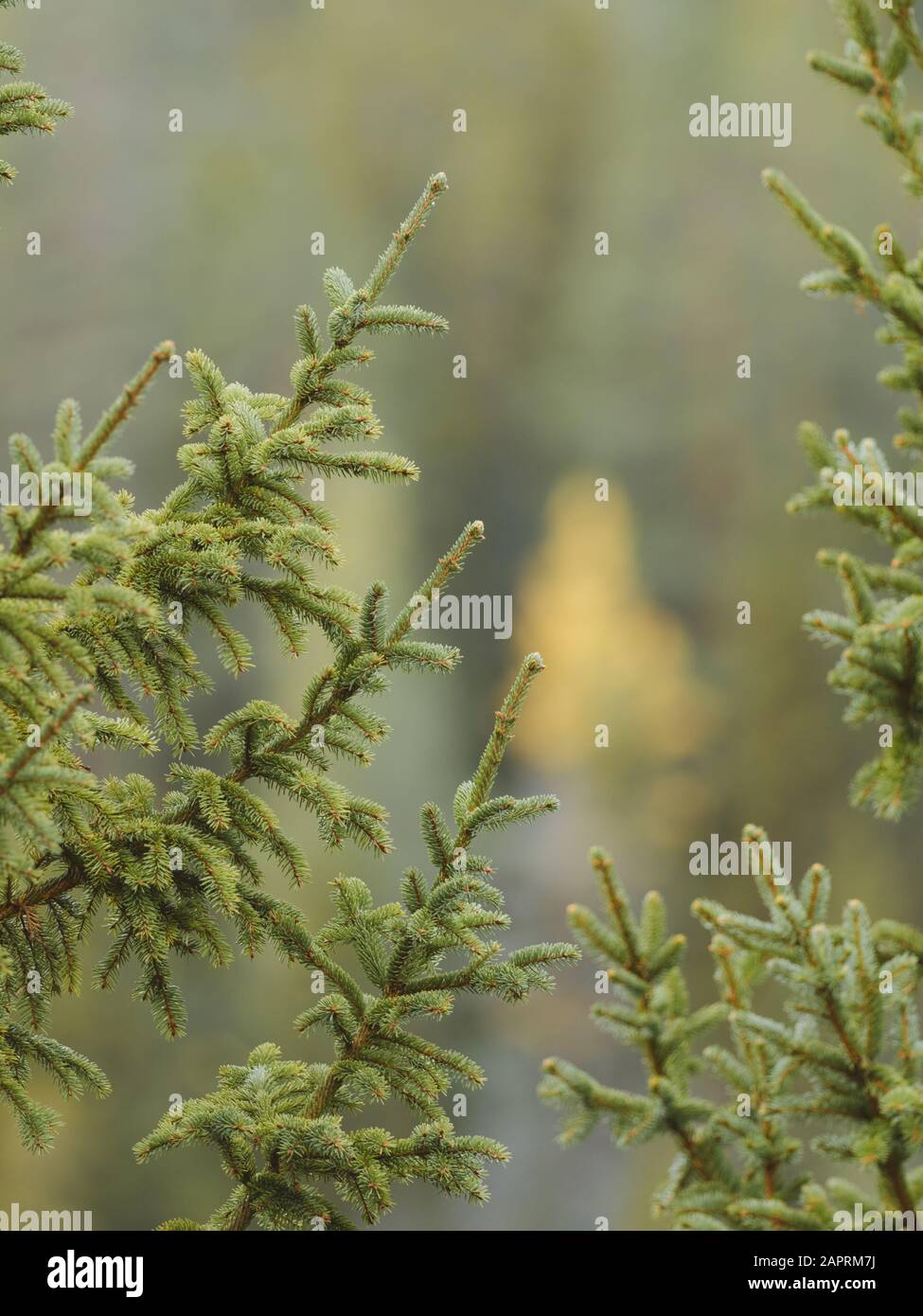 Vertical closeup shot of green fir trees on a blurred background Stock ...