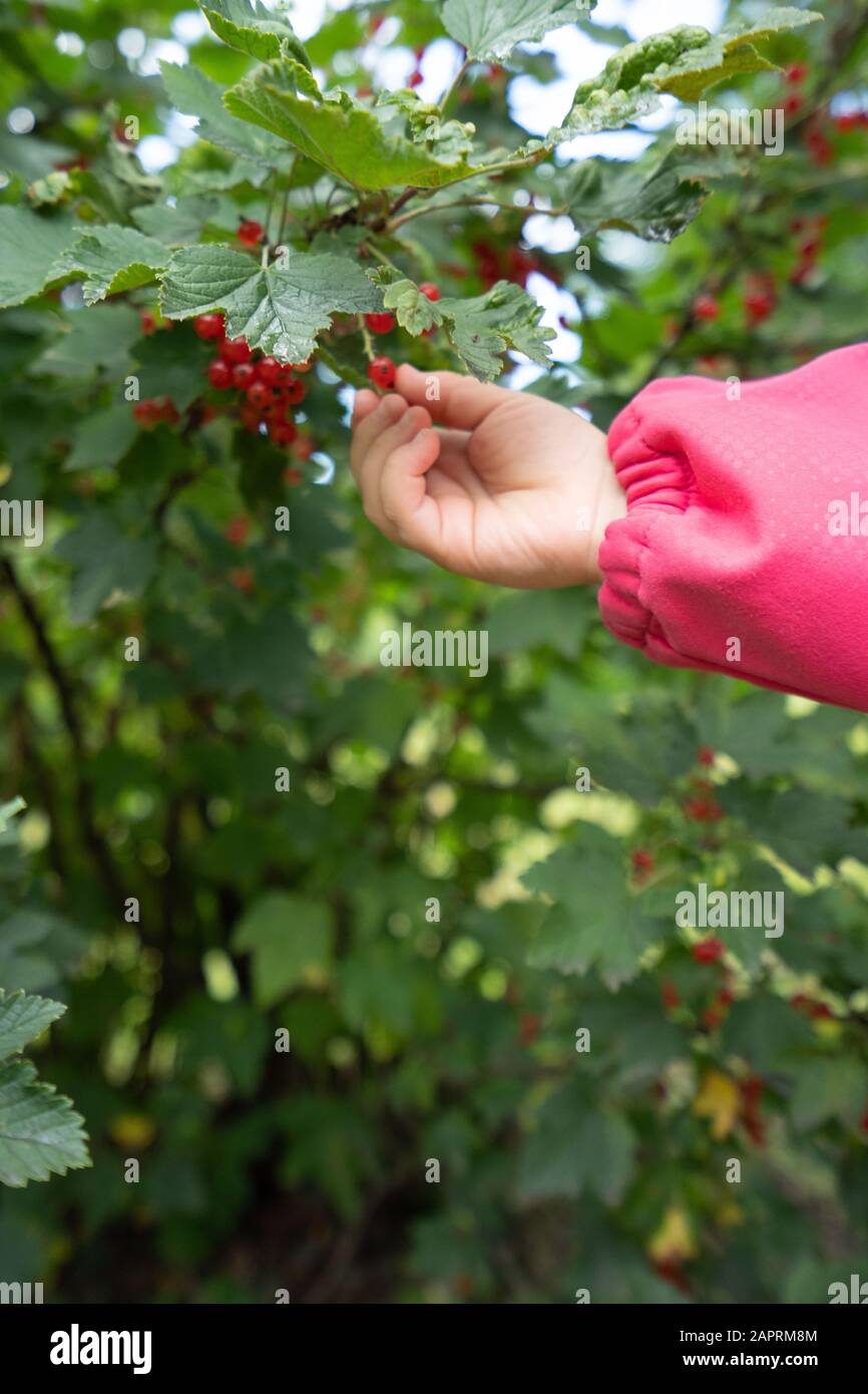 Vertical closeup shot of a person picking berries on a blurred background Stock Photo