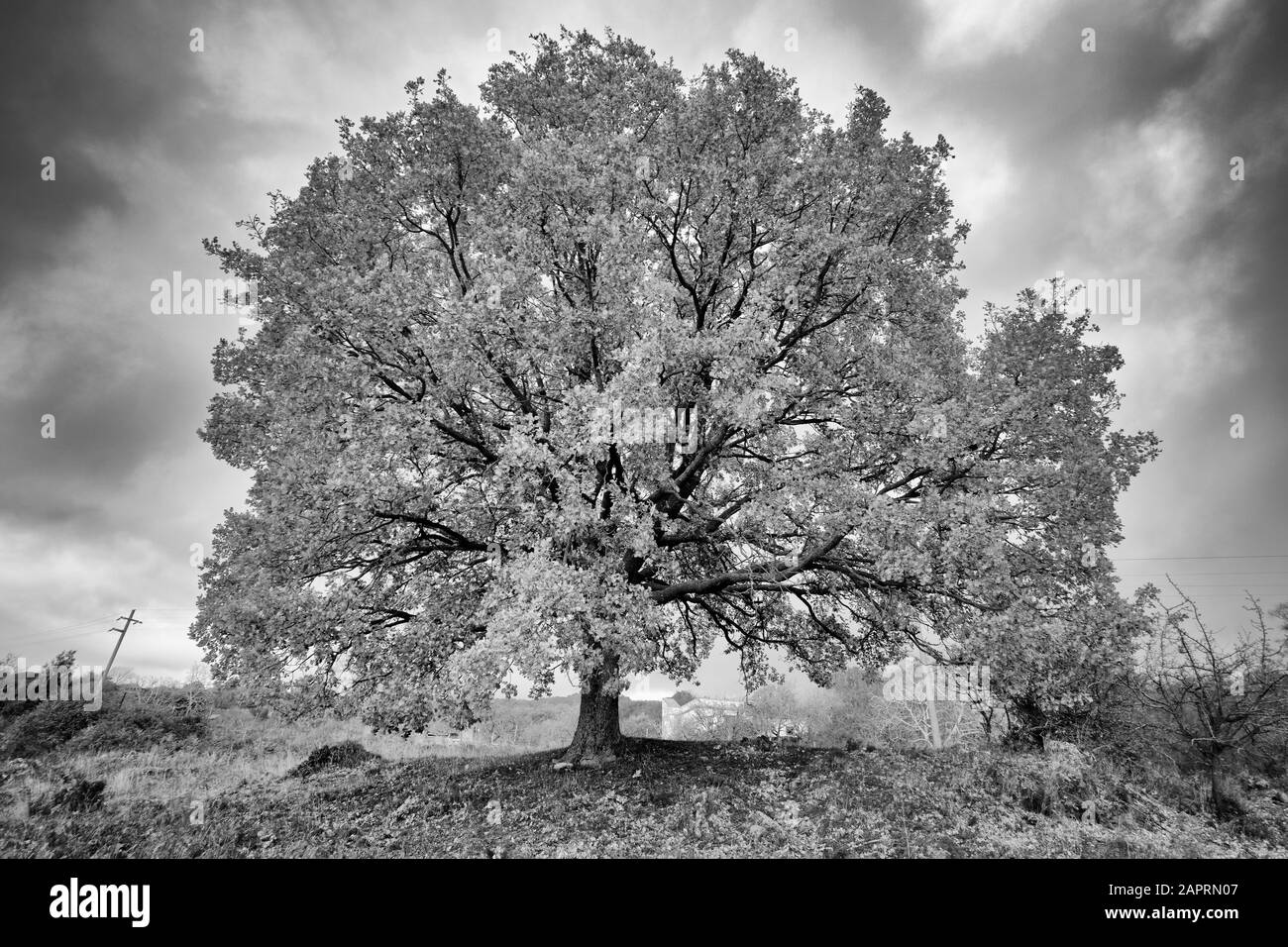 Autumnal tree colours in national Black and White Stock Photos & Images ...