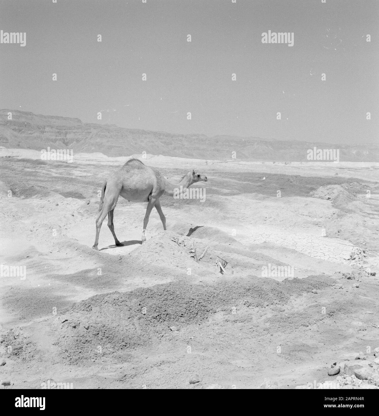 Israel 1964-1965: Dead Sea Area  Dromedaris in the desert near the Dead Sea. Date: 1964 Location: Israel Keywords: dromedaries, deserts Stock Photo