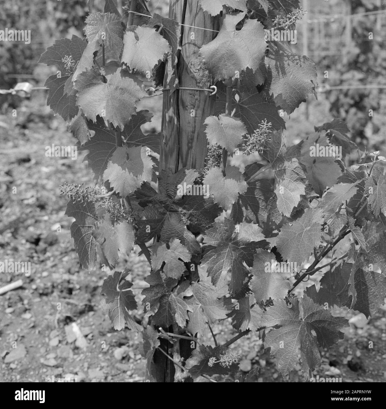 Moselle: Viticulture  Grapes with flower buds of presumably Riesling grapes Date: 1959 Location: Germany, Rhineland-Palatinate, Wehlen, West Germany Keywords: grapes, viticulture Stock Photo