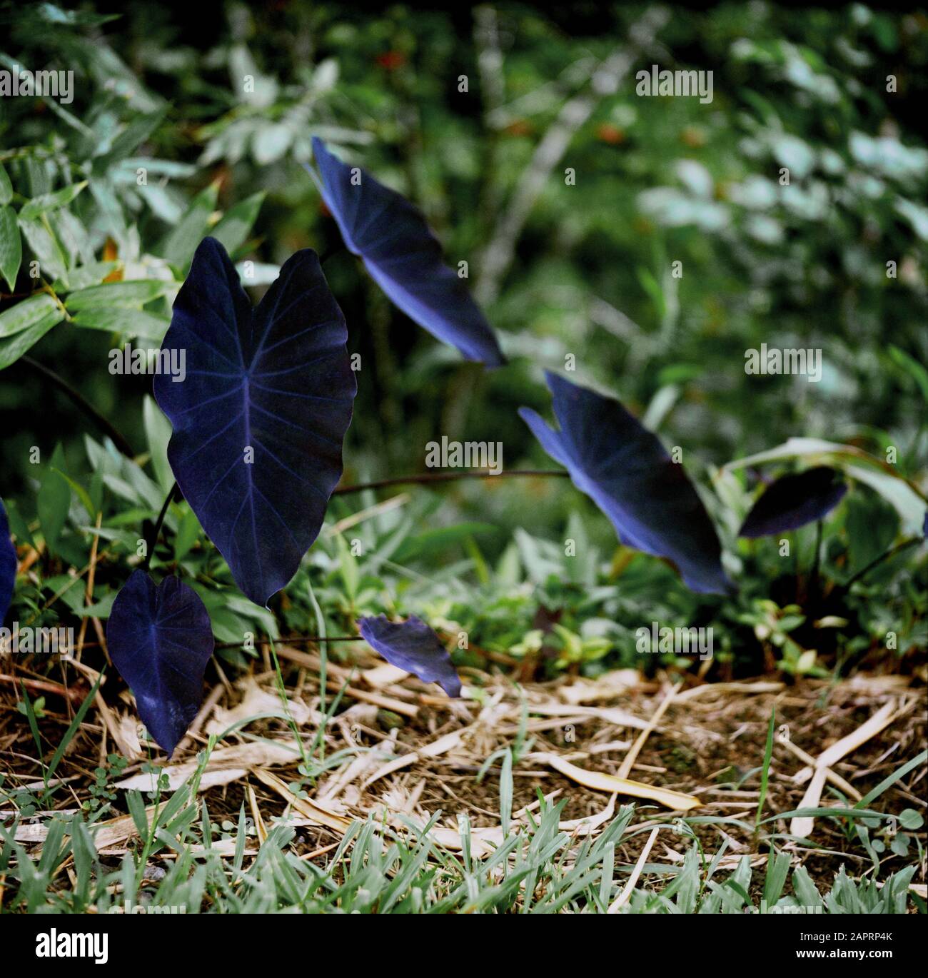 Purple leaves hi-res stock photography and images - Alamy