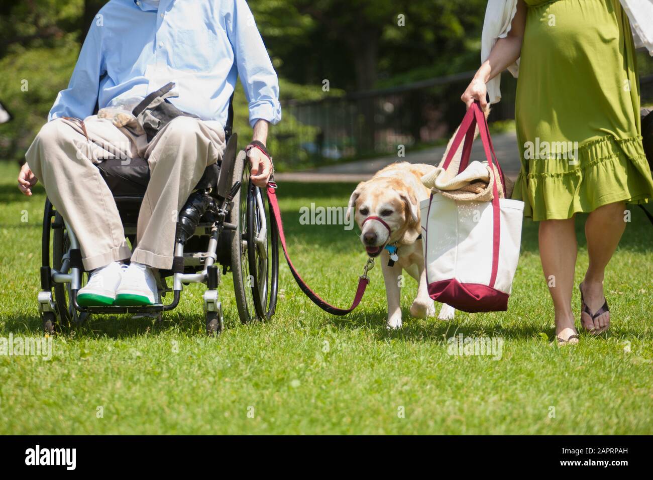Man in wheelchair with spinal cord injury walking with service dog and pregnant wife Stock Photo