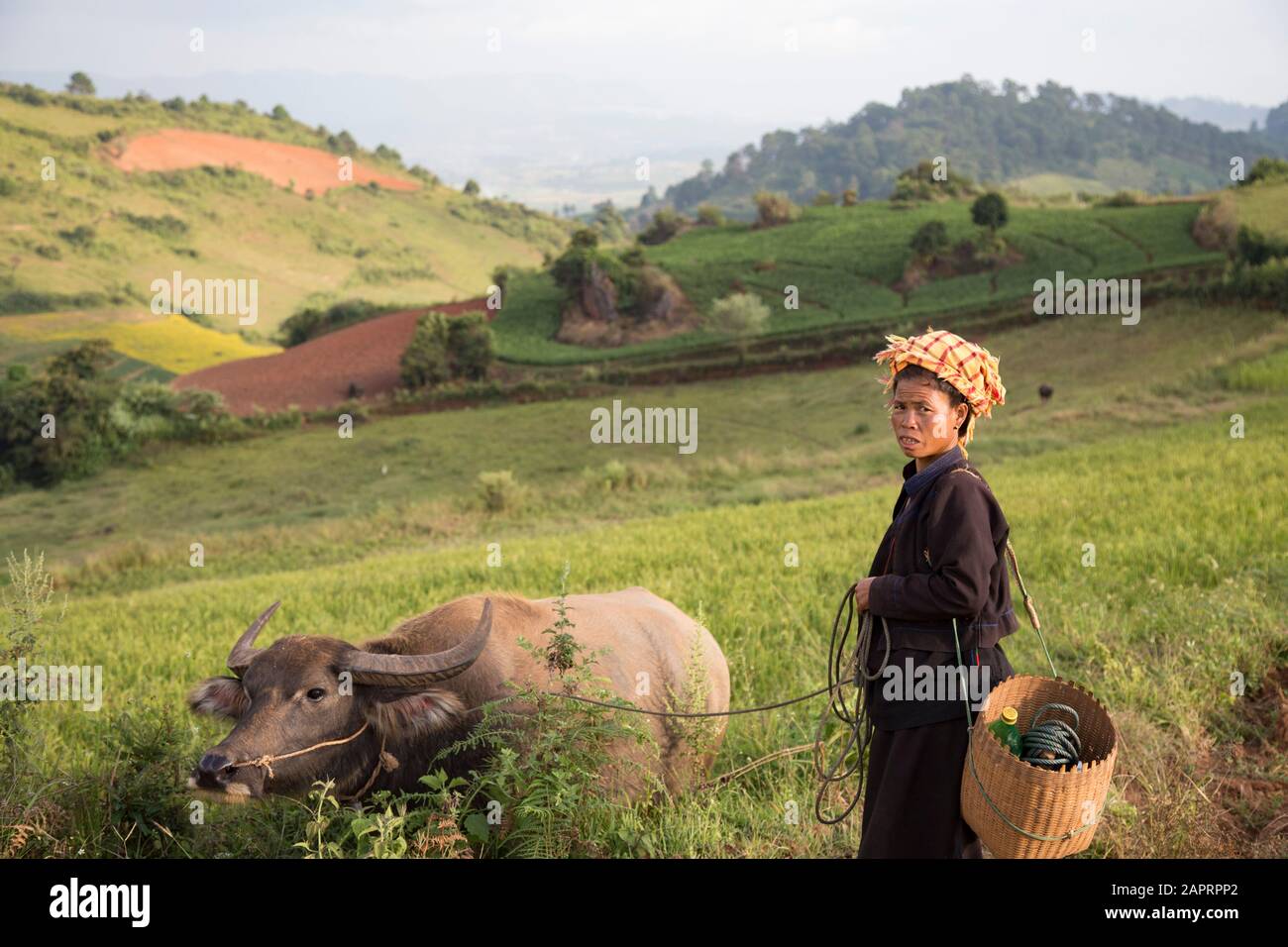 One Burmese women and a water buffalo, at a green landscape Stock Photo