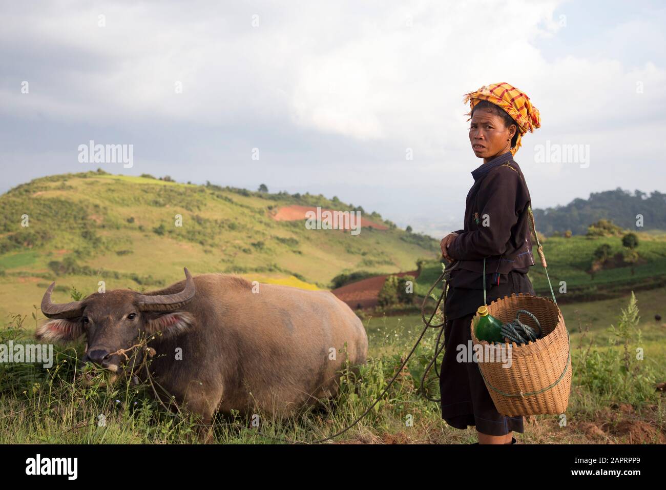 One Burmese women and a water buffalo, at a green landscape Stock Photo