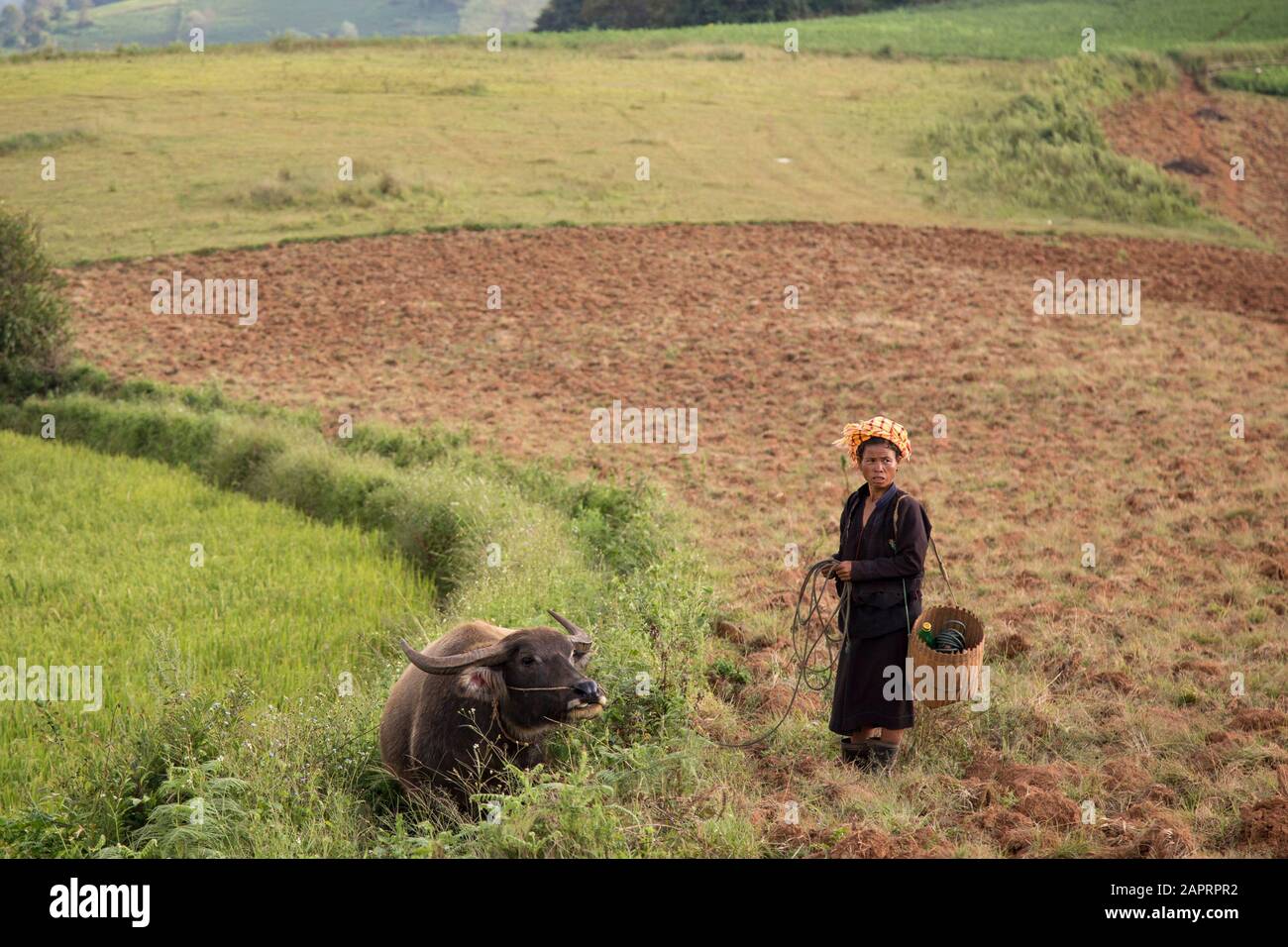 One Burmese women and a water buffalo, at a green landscape Stock Photo