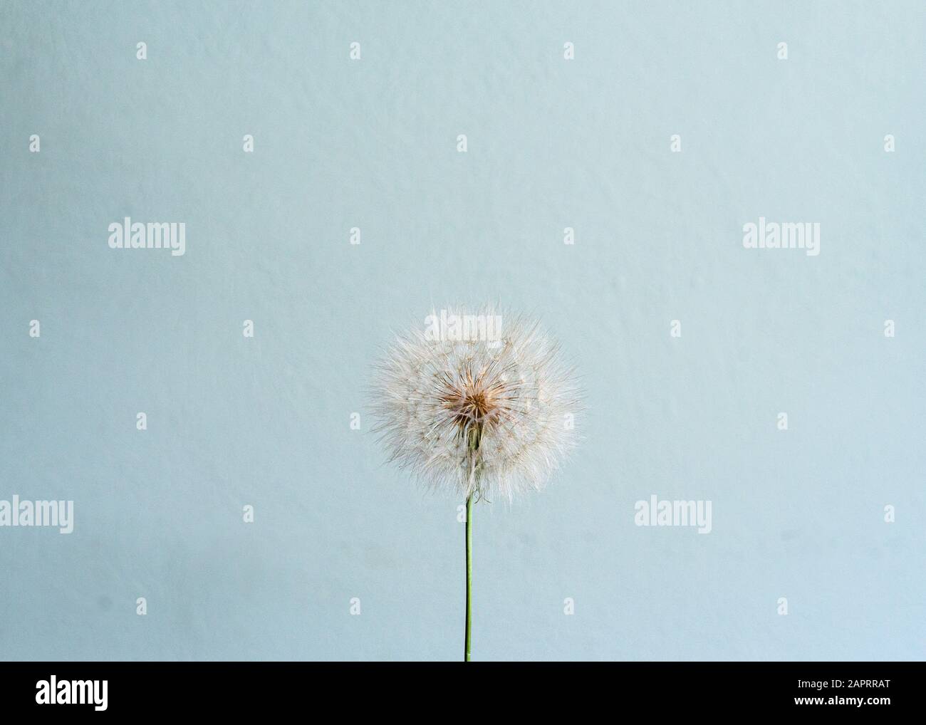 Dandelion Seed Head On A Blue Background Stock Photo