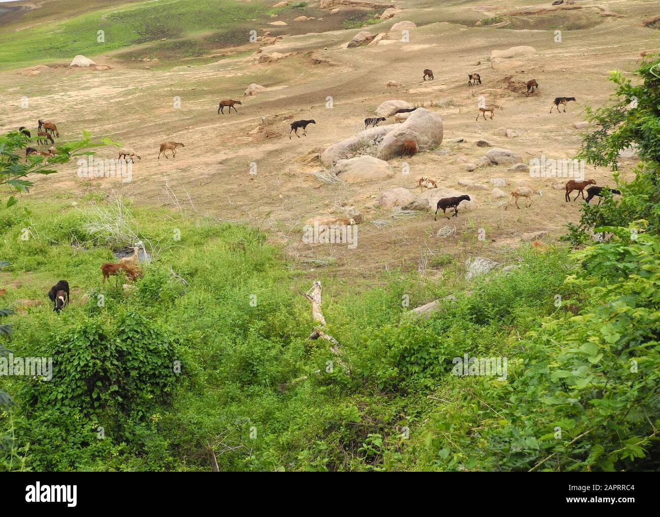 Landscape animals in the reserve Valparai, India, Tamil Nadu Stock Photo