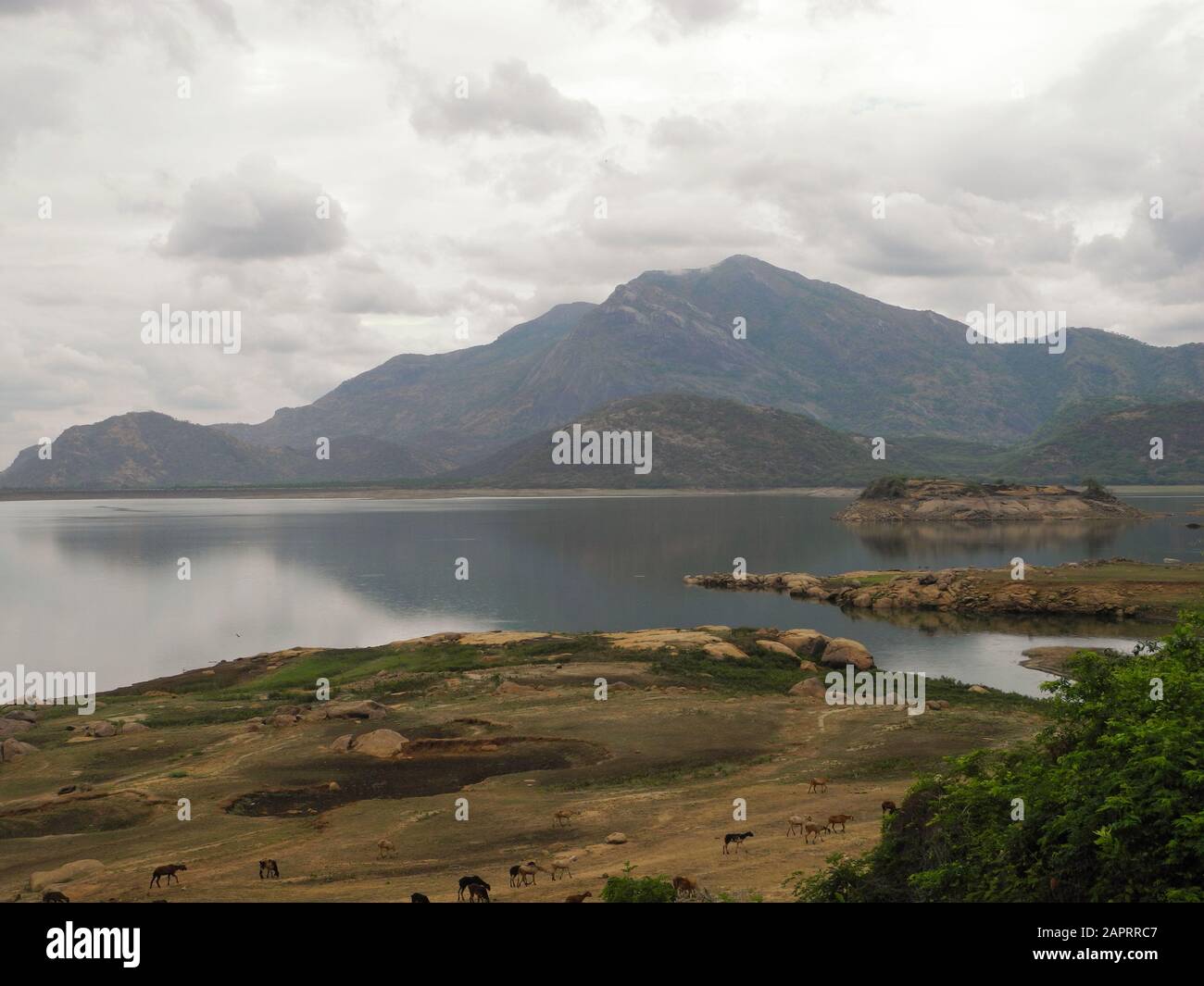 Landscape with lake and animals in the reserve Valparai, India, Tamil Nadu Stock Photo