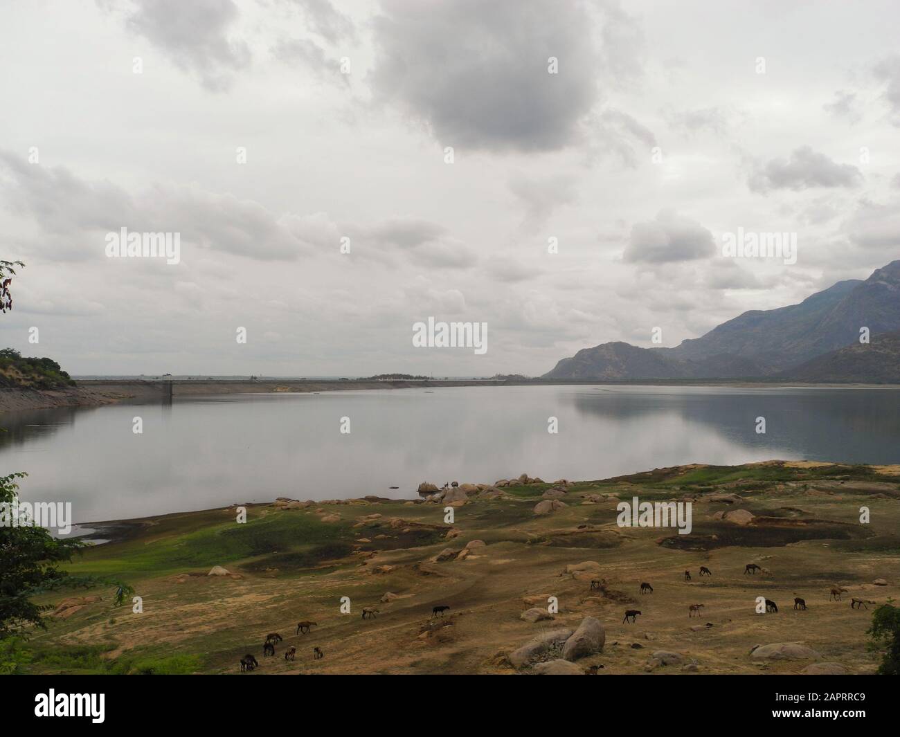 Landscape with lake and animals in the reserve Valparai, India, Tamil Nadu Stock Photo
