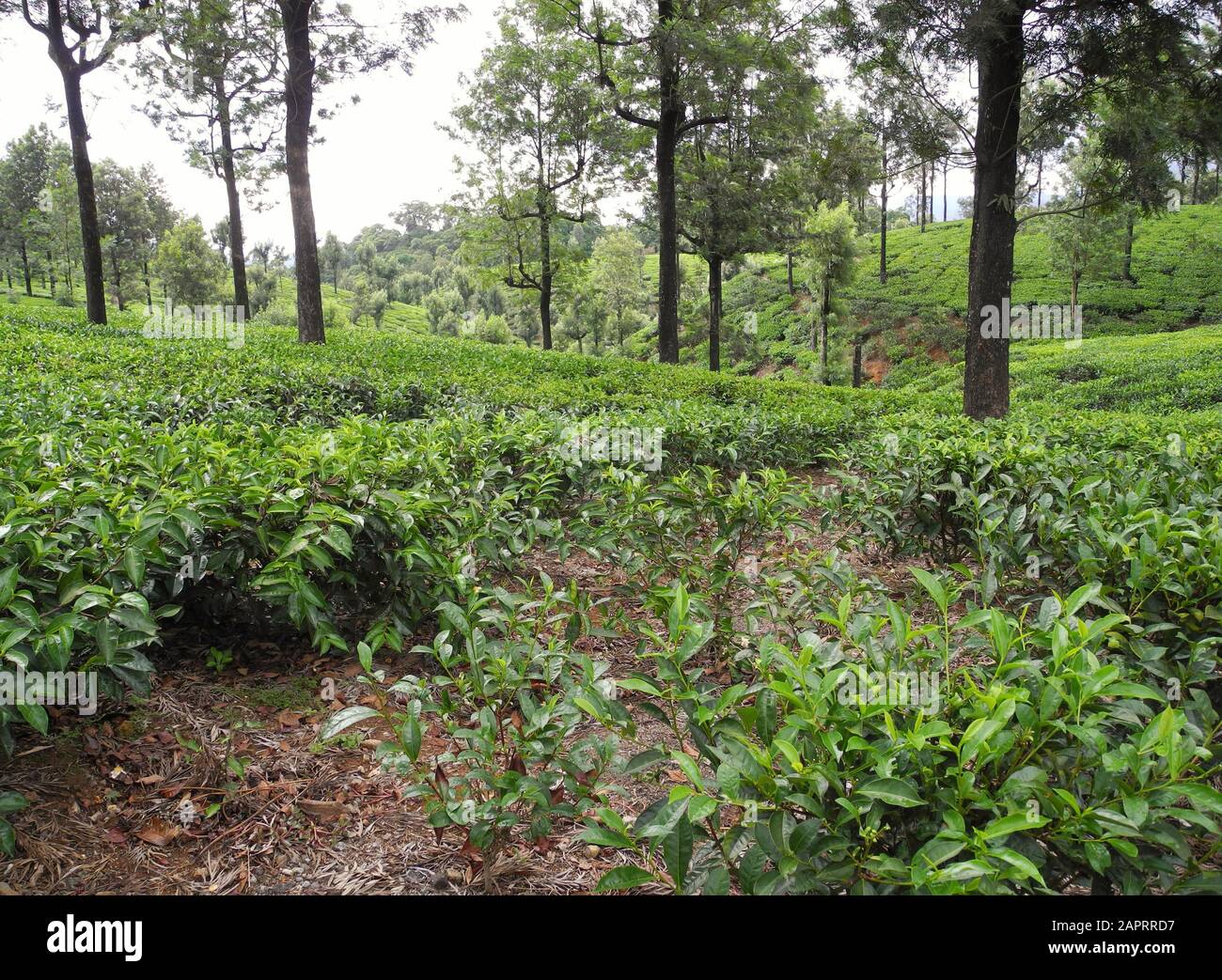 Tea plantations in Valparai reserve, Tamil Nadu, India Stock Photo