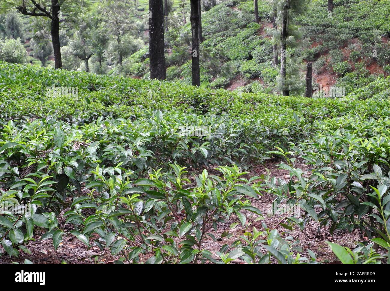 Tea plantations in Valparai reserve, Tamil Nadu, India Stock Photo