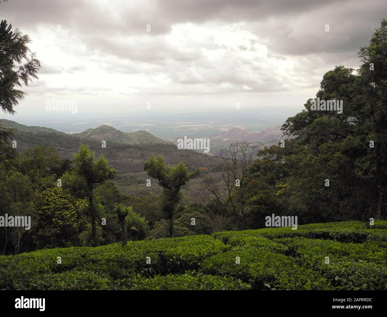 Tea plantations in Valparai reserve, Tamil Nadu, India Stock Photo