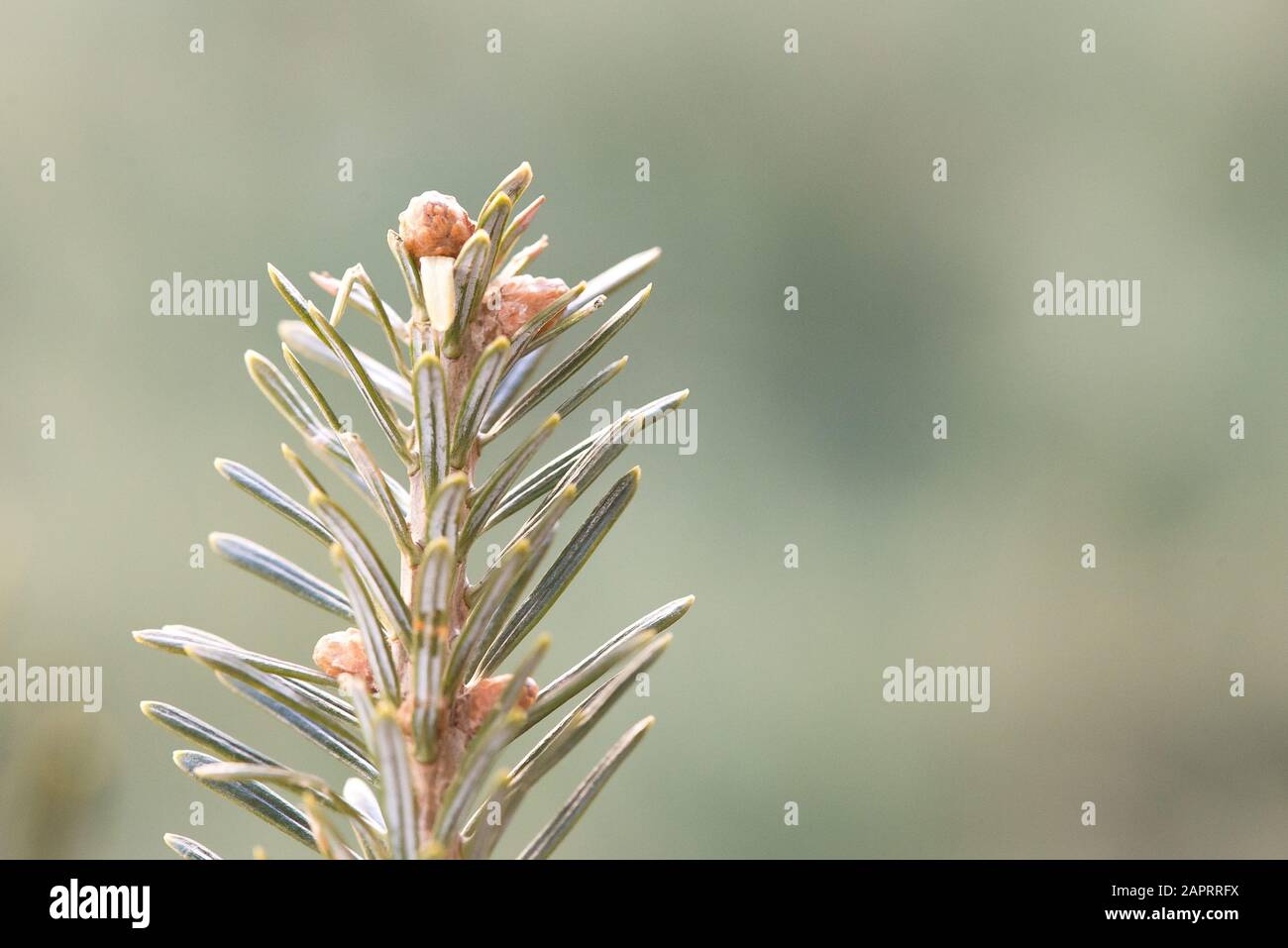 Pine Tree Branch On Blurred Green Background Stock Photo