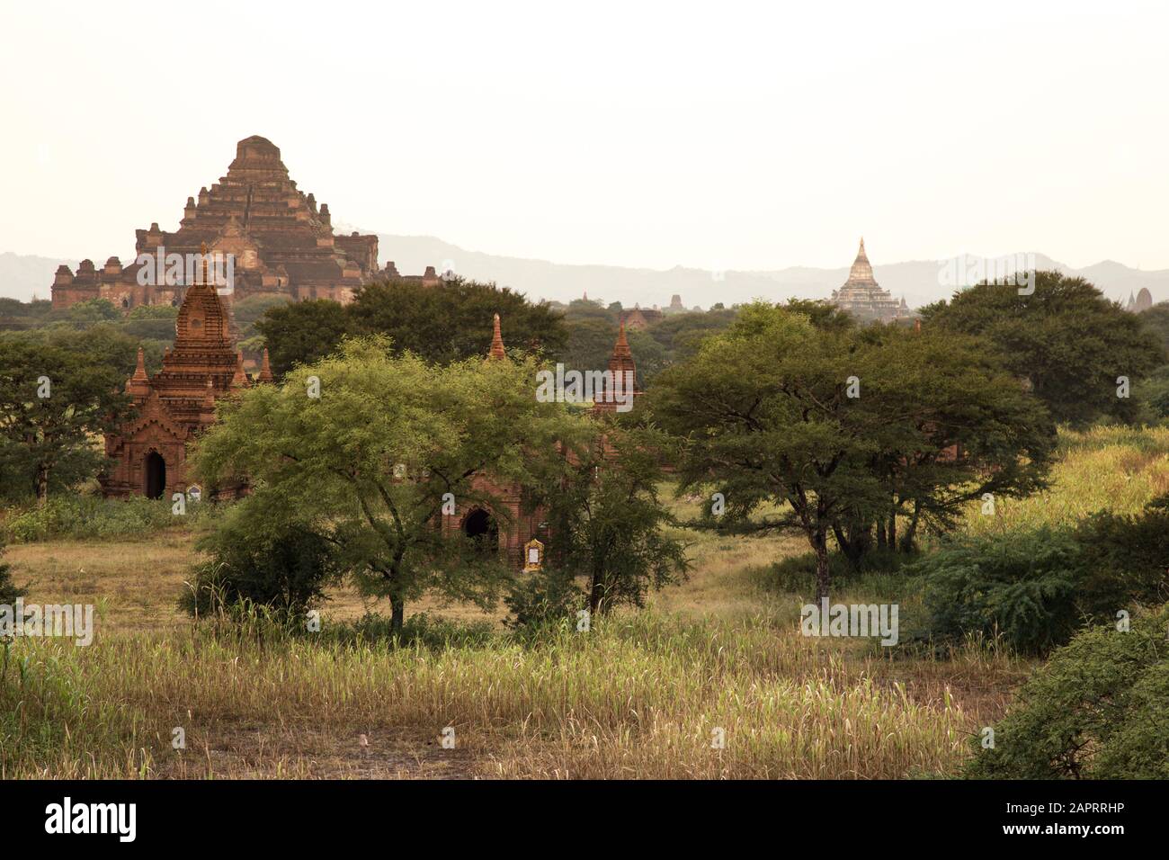 Dhammayangyi Temple (old Bagan), during golden sunrise, Myanmar Stock Photo