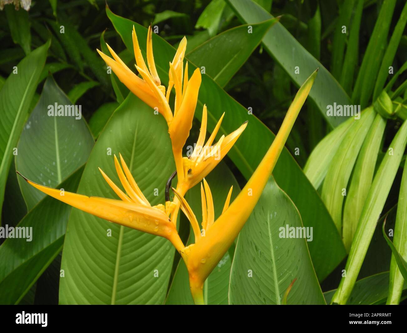 Green tropical plant Heliconia with yellow flowers, India, Kerala