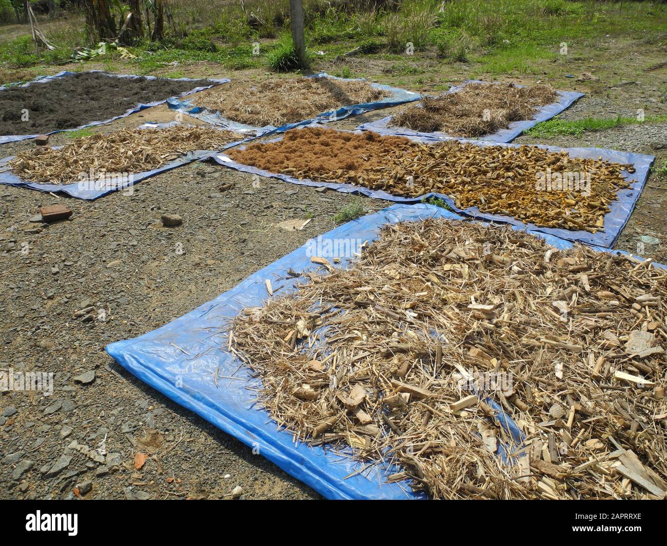 Drying of ayurvedic raw materials, India, Kerala, Kochi Stock Photo Alamy