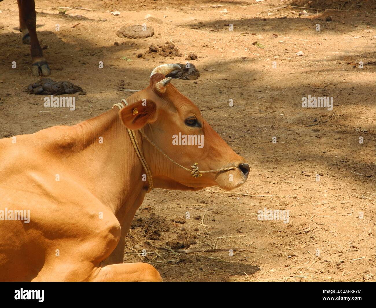 Kerala cow hires stock photography and images Alamy